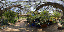 Garden Center Live Oak 360 VR