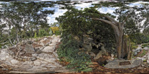 Mother Tree, Oriental Garden, Zilker Park, Austin, Texas 360VR