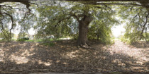 Caldwell Treaty Oak Tree 360 VR